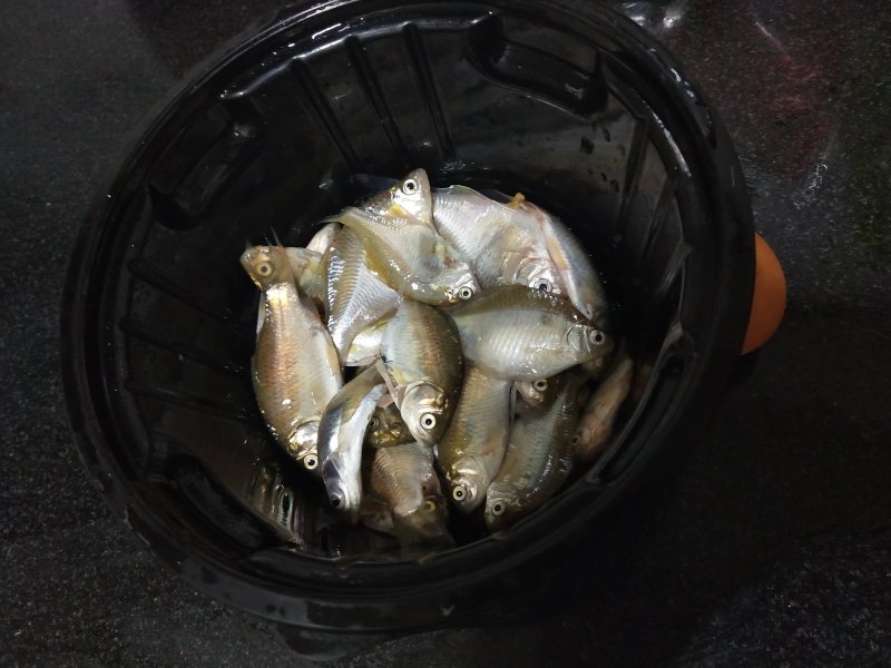 Steps for Making Fried Small Fish