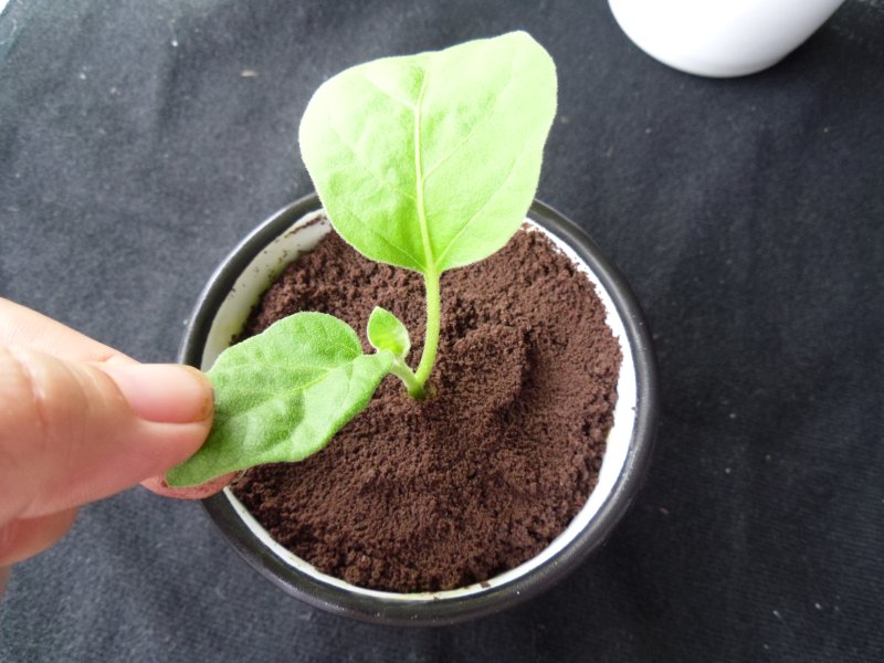 New Trend - Potted Ice Cream Making Steps