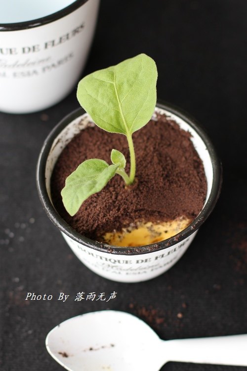 New Trend - Potted Ice Cream Making Steps