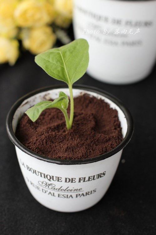 New Trend - Potted Ice Cream