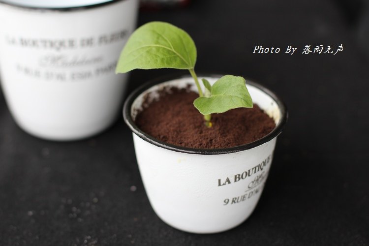 New Trend - Potted Ice Cream