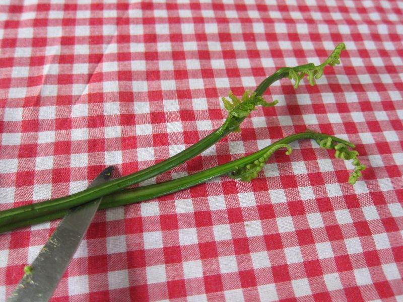 Stir-Fried Baku (Wild Jue Cai) Cooking Steps