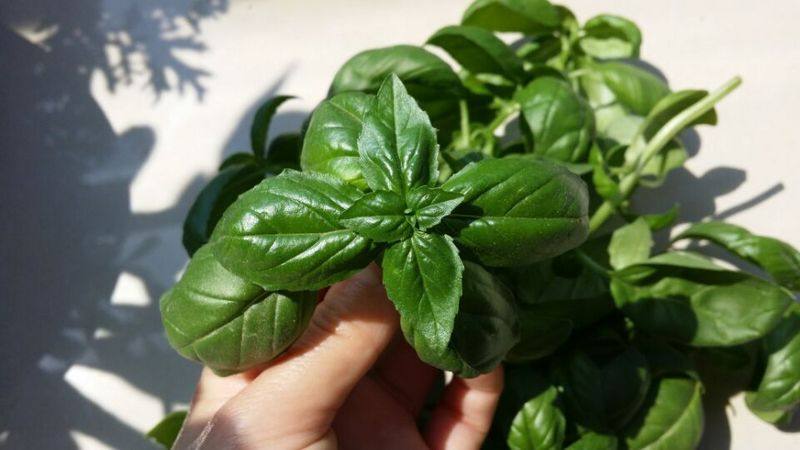 Steps for Making Italian Pesto Pasta