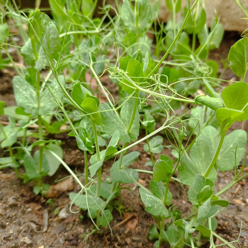 Steps for Making Homegrown Pea Shoots