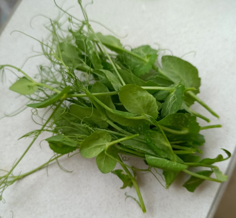 Steps for Making Homegrown Pea Shoots