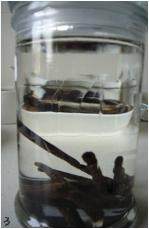 Steps for Making Homemade Vanilla Extract