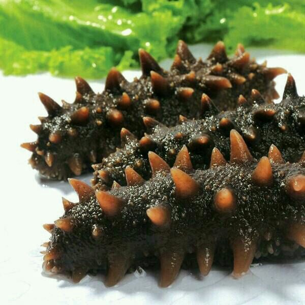 Rehydrated Dried Sea Cucumber