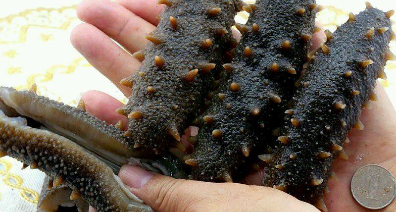 Steps for Rehydrated Dried Sea Cucumber