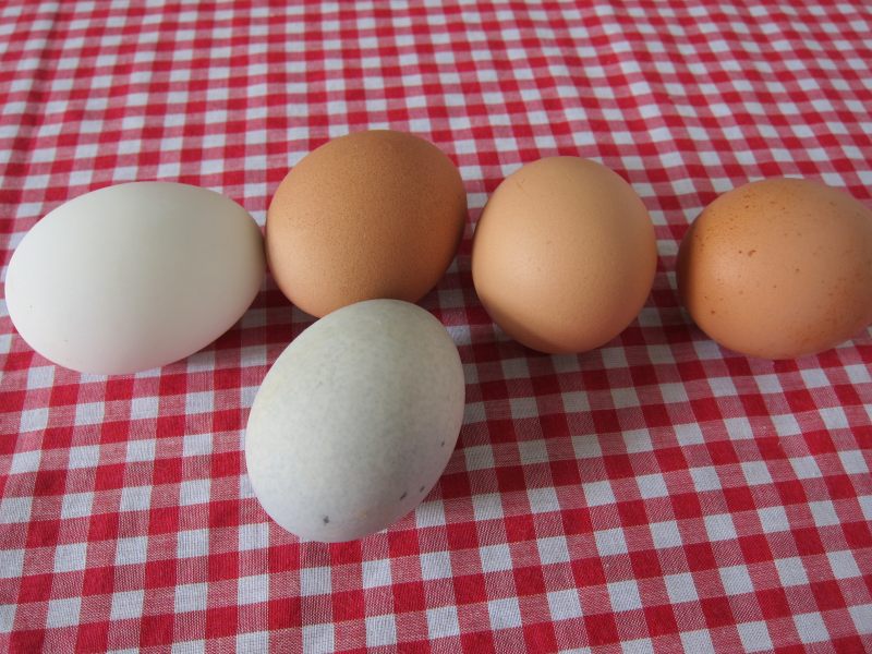 Step-by-Step Guide to Cooking Steamed 4-Color Salted Eggs