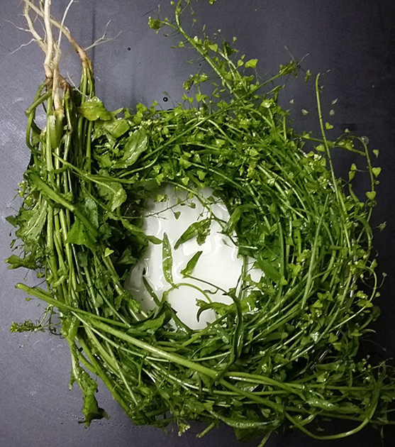 Step-by-Step Instructions for Chive Flowers with Boiled Eggs