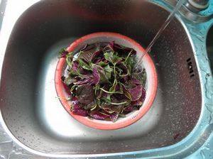 Steps for Making Stir-fried Red Amaranth with Garlic