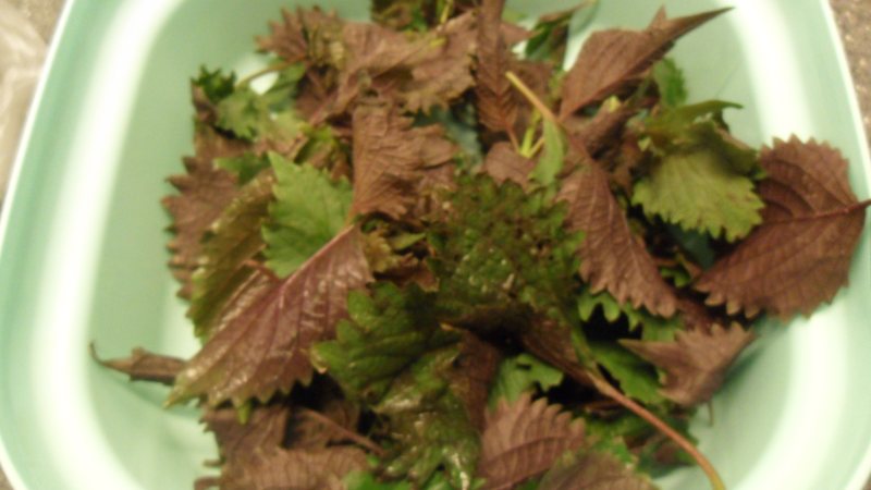 Steps for Cooking Braised Duck with Perilla Leaves