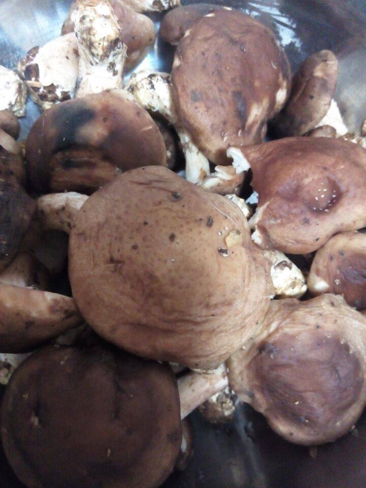 Stir-Fried Oyster Mushrooms with Oilseed Rape Steps