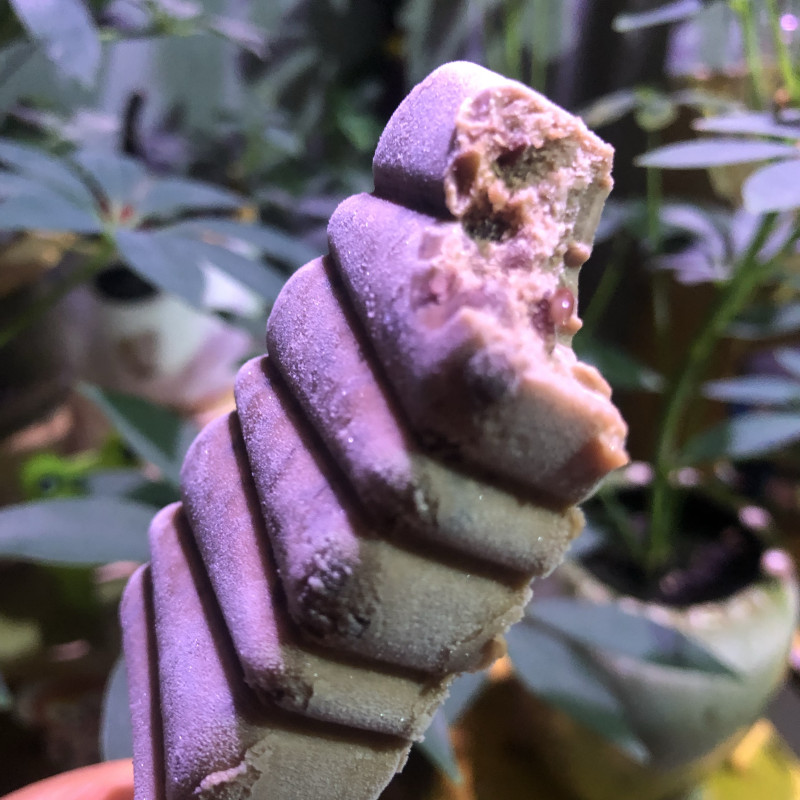 Red Bean 'Popsicle'