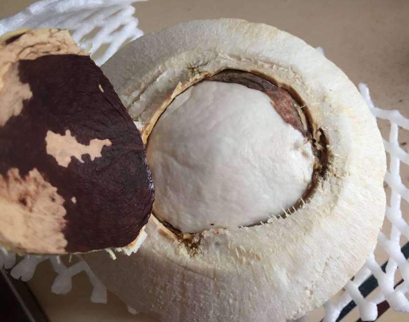 How to Easily Open a Young Coconut