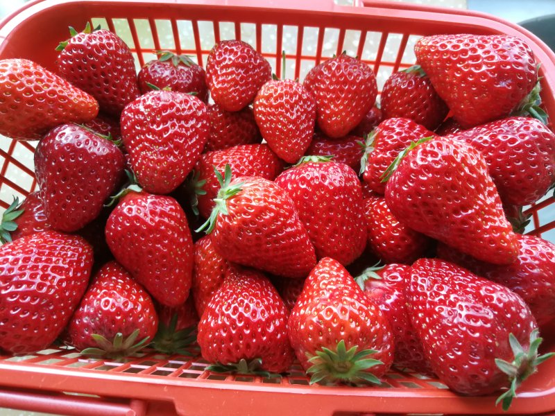 Steps for Making Strawberry Yogurt Jelly