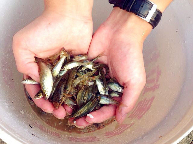 Steps for Cooking Dry-Fried Spicy Small Fish