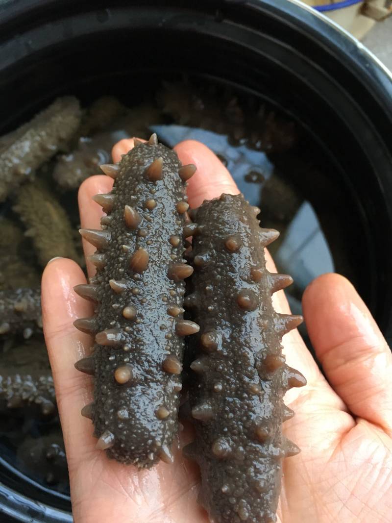 Steps for Making Sea Cucumber with Scrambled Eggs