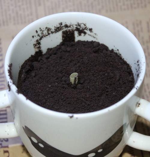 Bonsai Cake - Super Easy DIY Cooking Steps