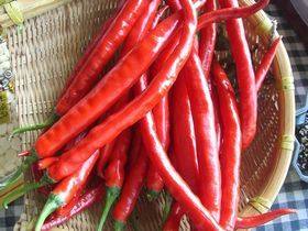 Steps for Making Pickled Chili Rings