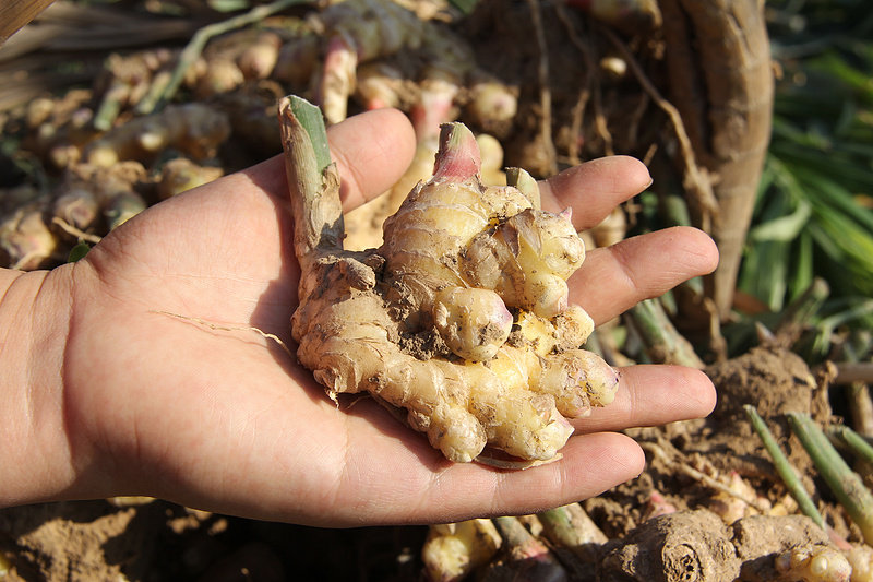 Steps for Making Handmade Ginger Syrup