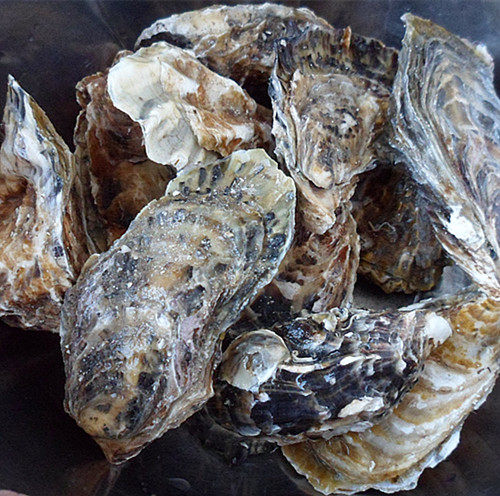 Steps to Cook Steamed Oysters with Garlic Vermicelli