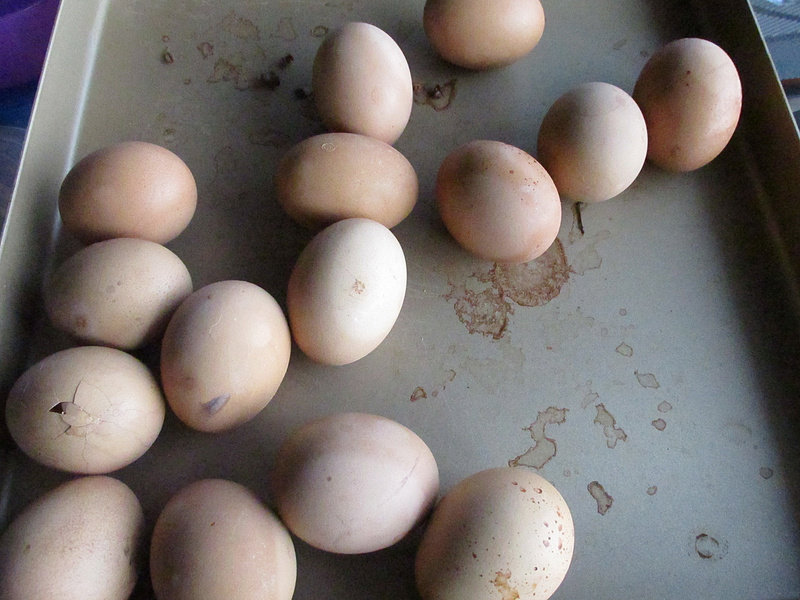 Steps for Roasted Eggs